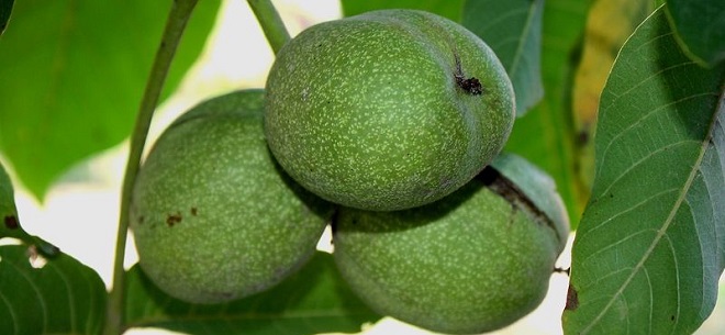плоды зеленого грецкого ореха